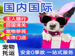乌海航空快运国际宠物托运 【国